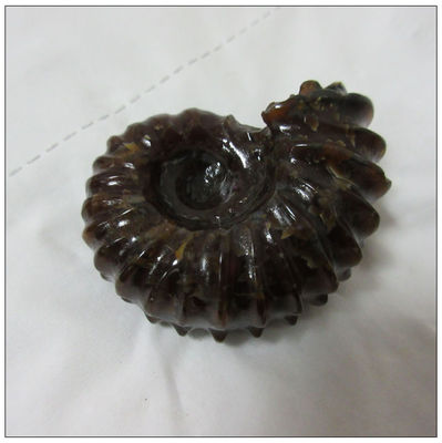 天然海螺化石摆件 羊角螺把玩件 小巧精美 玉化效果好 矿石标本