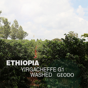 新鲜下单烘焙 埃塞俄比亚 耶加雪啡水洗G1 精品咖啡豆粉