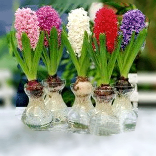 风信子 特价荷兰进口种球带瓶发货植物绿植盆景盆栽花卉花木