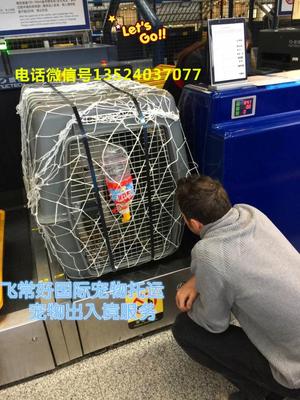 上海北京广州香港国际宠物托运空运 宠物入境转口免隔离服务