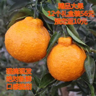[三苏农家]四川丑柑不知火丑八怪丑橘子现摘新鲜礼盒装12个精品果