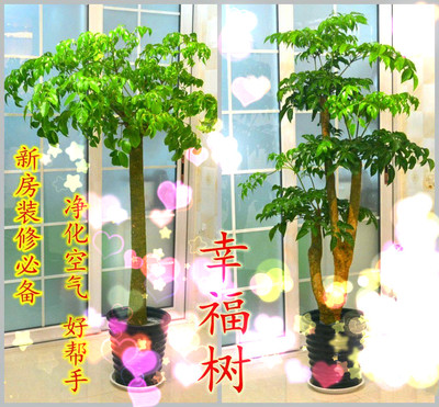 幸福树盆栽平安树大型绿植室内盆栽植物花卉客厅办公室盆景1米