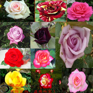月季盆栽 月季花苗品种玫瑰月季花朵5-8厘米盆栽花卉植物盆景植物