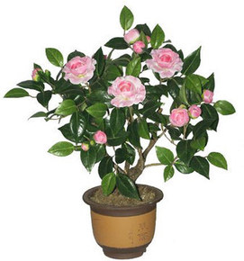茶花种子山茶花种子盆栽植物 四季可播种24色可选粒赛玫瑰 2粒装
