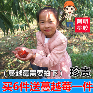 阿明 珍贵桃胶 农家特产天然野生食用桃胶 皂角米伴侣