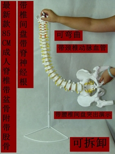送大图新款 1:1人体脊柱模型 脊椎腰椎颈椎胸椎 正骨手法练习模型