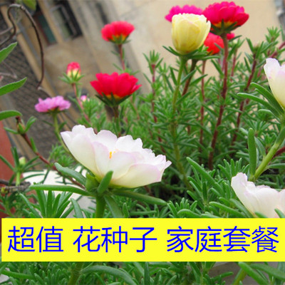 花种子易种套餐夏季播种太阳花半枝莲四季种阳台室内盆栽花卉花籽