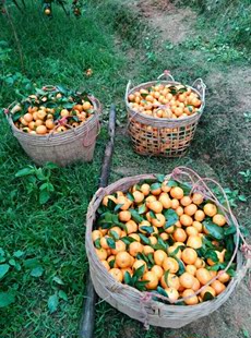 广西农家纯天然沙糖桔子有机现摘新鲜水果纯桔砂糖橘无渣小核5斤