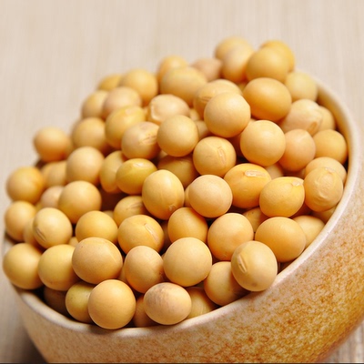 农家产黄豆 发豆芽 打豆浆专用 非转基因 笨黄豆 有机的大豆 种子