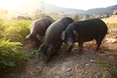 黄山区新鲜土猪肉正宗农家散养土黑猪新鲜五花肉排骨猪手6斤包邮