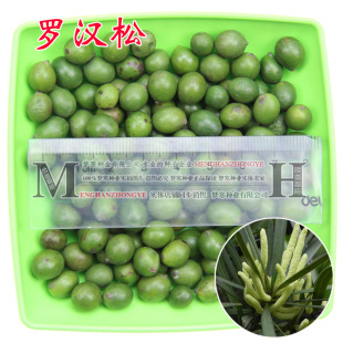 新采罗汉松种子 雀舌小叶珍珠大叶台湾兰屿红芽金钻日本 批发