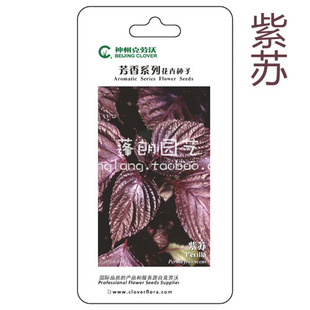 紫苏种子80粒 克劳沃观叶芳香种子 药食两用种子 盆栽植物包邮