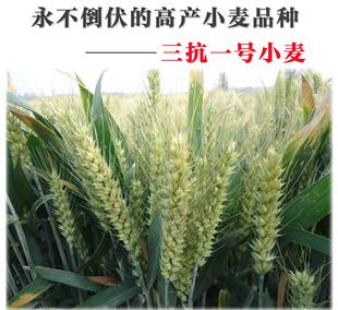 矮杆高抗病三抗1号原种高产小麦种子/小麦草种子/种子批发
