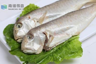 【南储得壹】野生捕捞深海马头鱼 冷冻水产淡咸味方头鱼海鱼500g