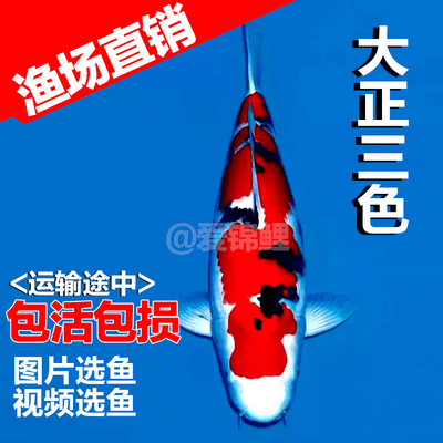 精品纯种日本大正三色锦鲤鱼苗观赏鱼宠物鱼冷水风水鱼活体包活