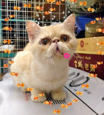 【小宝猫舍】非常帅气的金子  浅金色的异国短毛猫 加菲猫 10个月