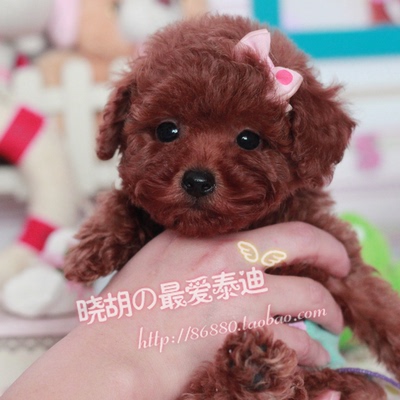 【小胡】宠物 泰迪 幼犬出售 泰迪小狗 宠物狗活体 小型犬公 E96#