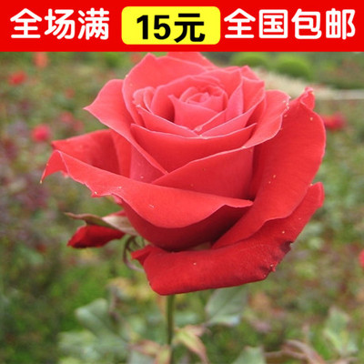 买十送十阳台盆栽花卉种子盆栽玫瑰 花种子玫瑰种子 四季播已催芽