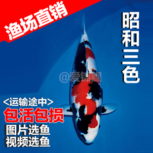 纯种日本大小型昭和三色锦鲤鱼苗观赏宠物冷水风水鱼活体全国包活