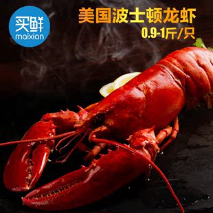 【买鲜】美国波士顿龙虾0.9-1斤/只 野生熟冻大龙虾 进口水产海鲜