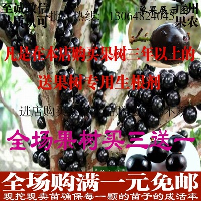直销 葡萄苗葡萄树苗 台湾树葡萄嘉宝果 盆栽 果树苗 当年结果