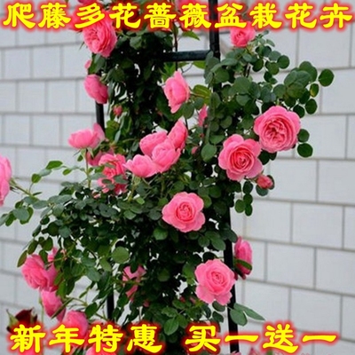 蔷薇花苗5年大苗 攀援爬藤植物室内外盆栽玫瑰月季苗 买一送一