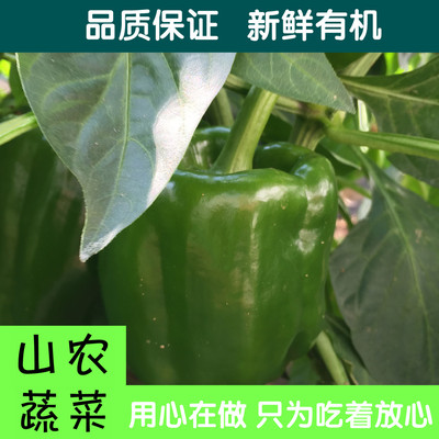 北京有机蔬菜新鲜柿子椒 应季农家现摘500g满98元京津冀包邮