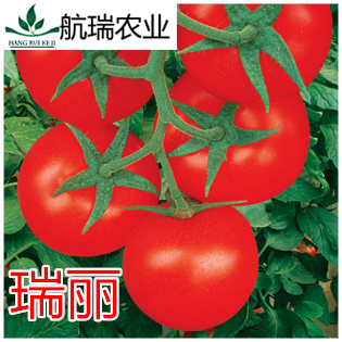 西红柿种子 进口大红番茄 抗TY退绿 耐热越夏专用 高产包邮  瑞丽