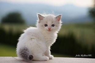 【DiamonkittyRags】海外引进赛级海豹山猫双色布偶猫种母 展示