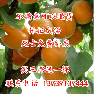 果树苗 杏子苗 早春香杏树苗 盆栽早熟大果丰产 买三棵送一棵