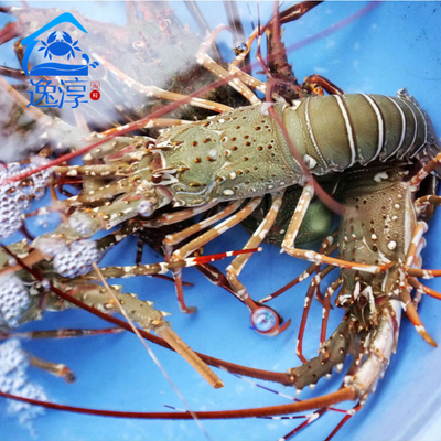 活龙虾鲜活海鲜水产印尼进口鲜活龙虾小青龙花龙250g/只