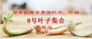 韩国进口多肉植物叶片香草象牙等贵货叶子叶子套餐叶插包邮买就送