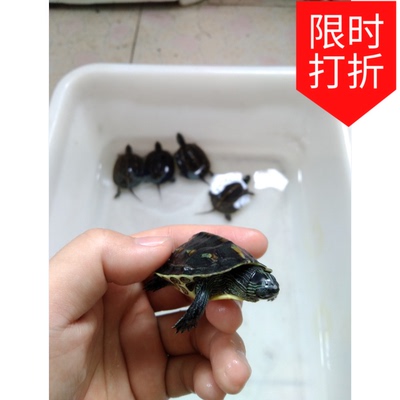 中华草龟小花草龟苗金线龟珍珠龟宠物水龟观赏乌龟活体3-4厘米