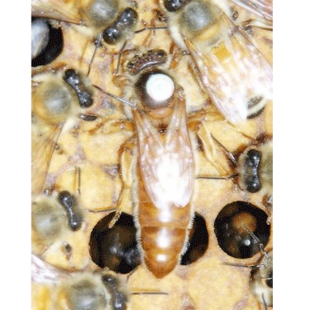 意大利蜂王澳意种蜂王蜜蜂种王新产卵人工授精种蜂王意蜂产卵蜂种