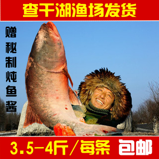 查干湖胖头鱼冬捕特产淡水野生鱼产地直供3.5斤新鲜查干湖鱼包邮