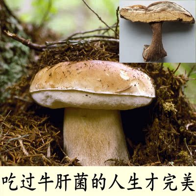 牛肝菌 野生美味牛肝菌干货四川青川土特产野生菌食用菌100克/份