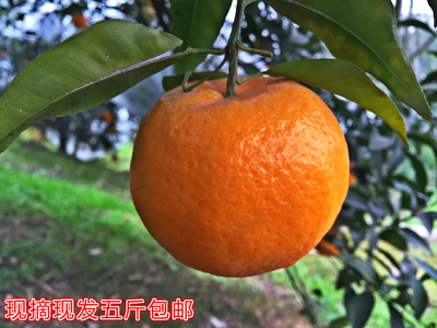 四川特产 中国桔橙之乡丹棱桔橙椪柑 芦柑 绿色食品 15个大果包邮