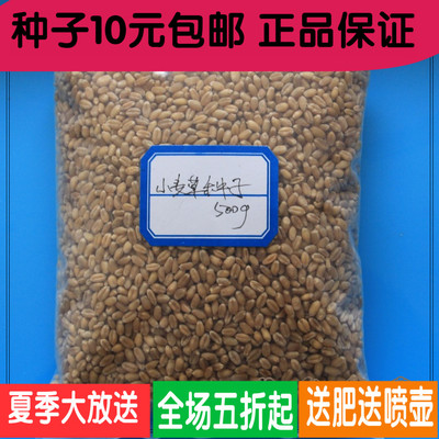 有机麦种麦芽糖无土栽培小麦苗榨汁小麦种子猫草2包包邮
