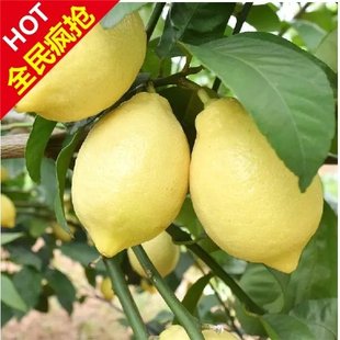 四川安岳新鲜黄柠檬水果2斤装11-15个鲜柠檬产地直发包邮