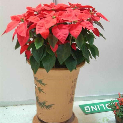 圣诞树  一品红 植物室内空气净化吸甲醛盆栽绿植办公室盆景包邮