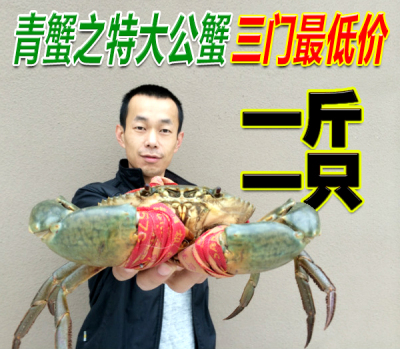 正宗三门青蟹大公蟹肉蟹 一只一斤 鲜活海鲜水产螃蟹包肥特价包邮