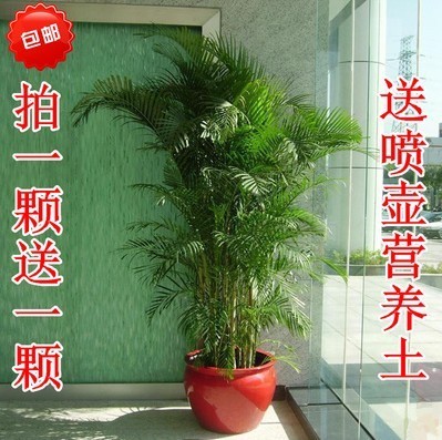 大型客厅室内盆栽绿植花卉盆景植物凤尾竹 散尾葵