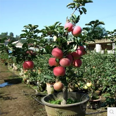 苹果苗果树苗苹果树苗嫁接苗盆栽地栽红富士南方北方种植盆栽地栽