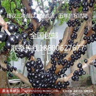 台湾嘉宝果 树葡萄苗 观赏食用名贵水果树苗盆栽果苗植物果树苗
