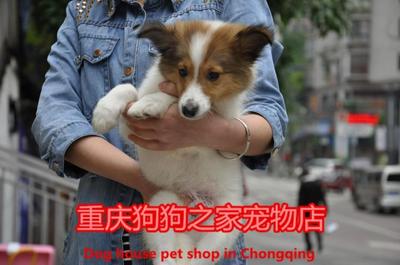 重庆狗狗之家宠物店纯种喜乐蒂牧羊犬幼犬出售实体店带质保可选