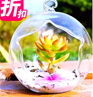 悬挂玻璃花瓶 微景观玻璃花瓶 多肉植物花瓶 简约透明圆形吊瓶