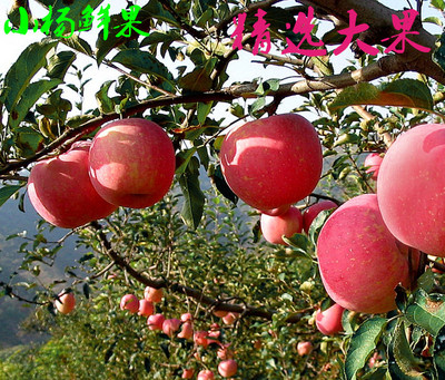 【小杨鲜果】新鲜苹果水果山东烟台栖霞红富士5斤包邮吃的红苹果