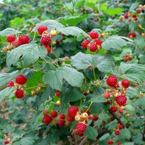 庭院地栽盆栽果树 红树莓苗 黄树莓 黑树莓苗 覆盆子 丰满红树莓