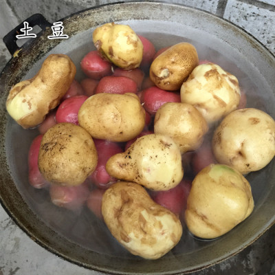 新鲜土豆 甘肃黄土地的土豆  4斤包邮