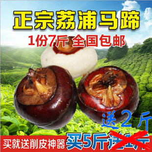 2016新鲜荔浦特产马蹄荸荠地栗新鲜水果甜脆无渣7斤包邮